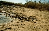 40 Iranian wetlands have dried up from 20 to 100 percent